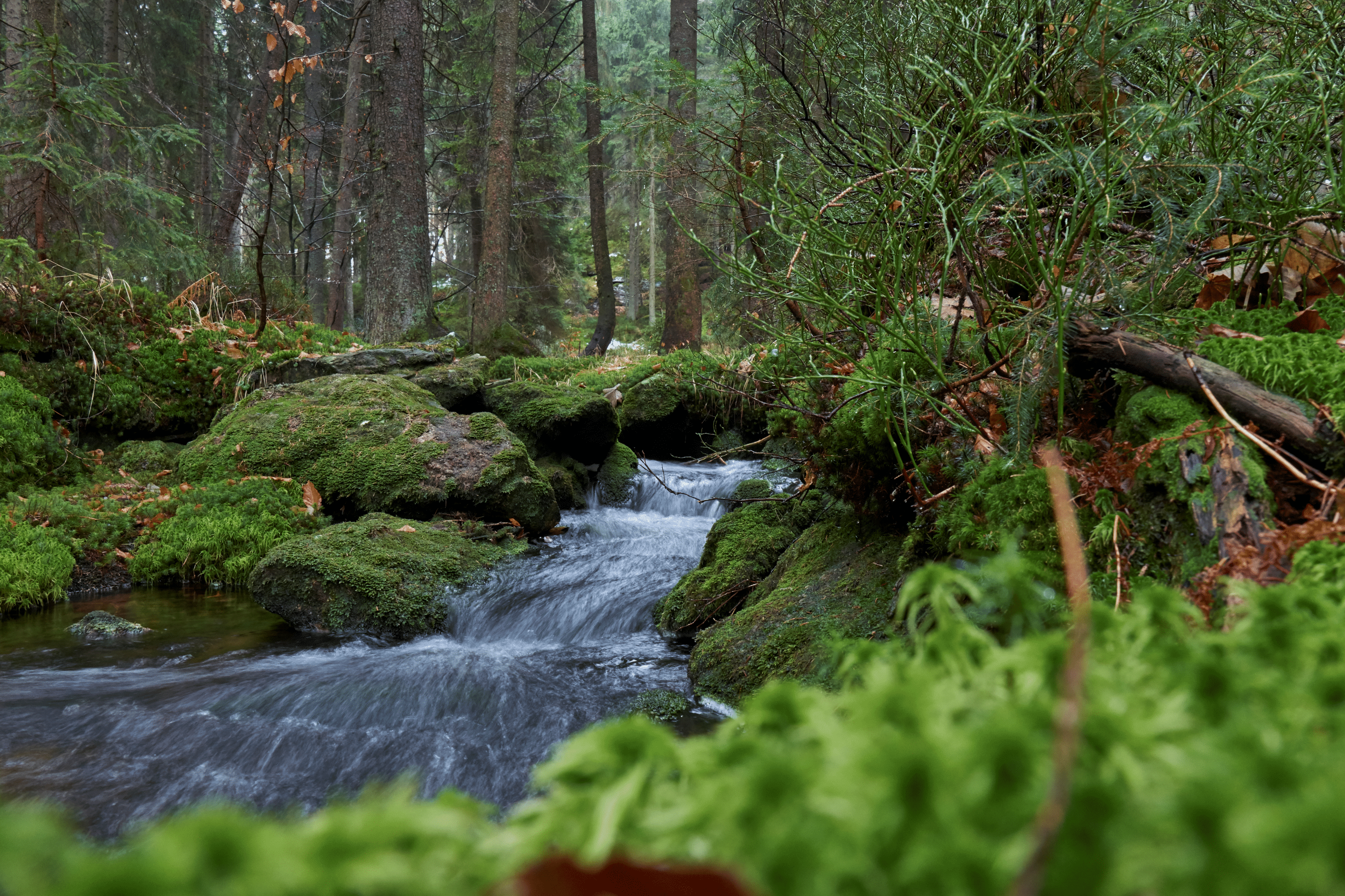 Am Großen Arbersee