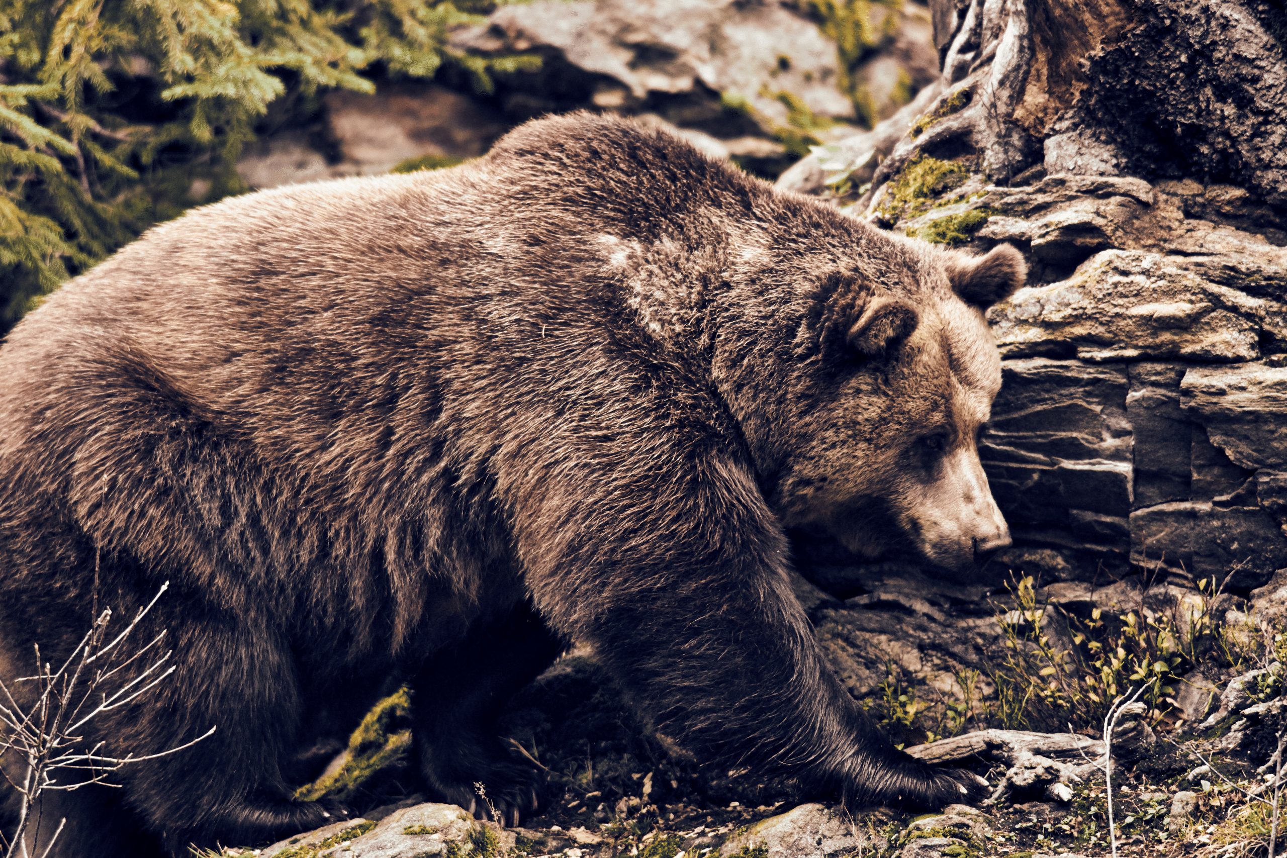 Braunbär im Tierfreigelände Neuschönau