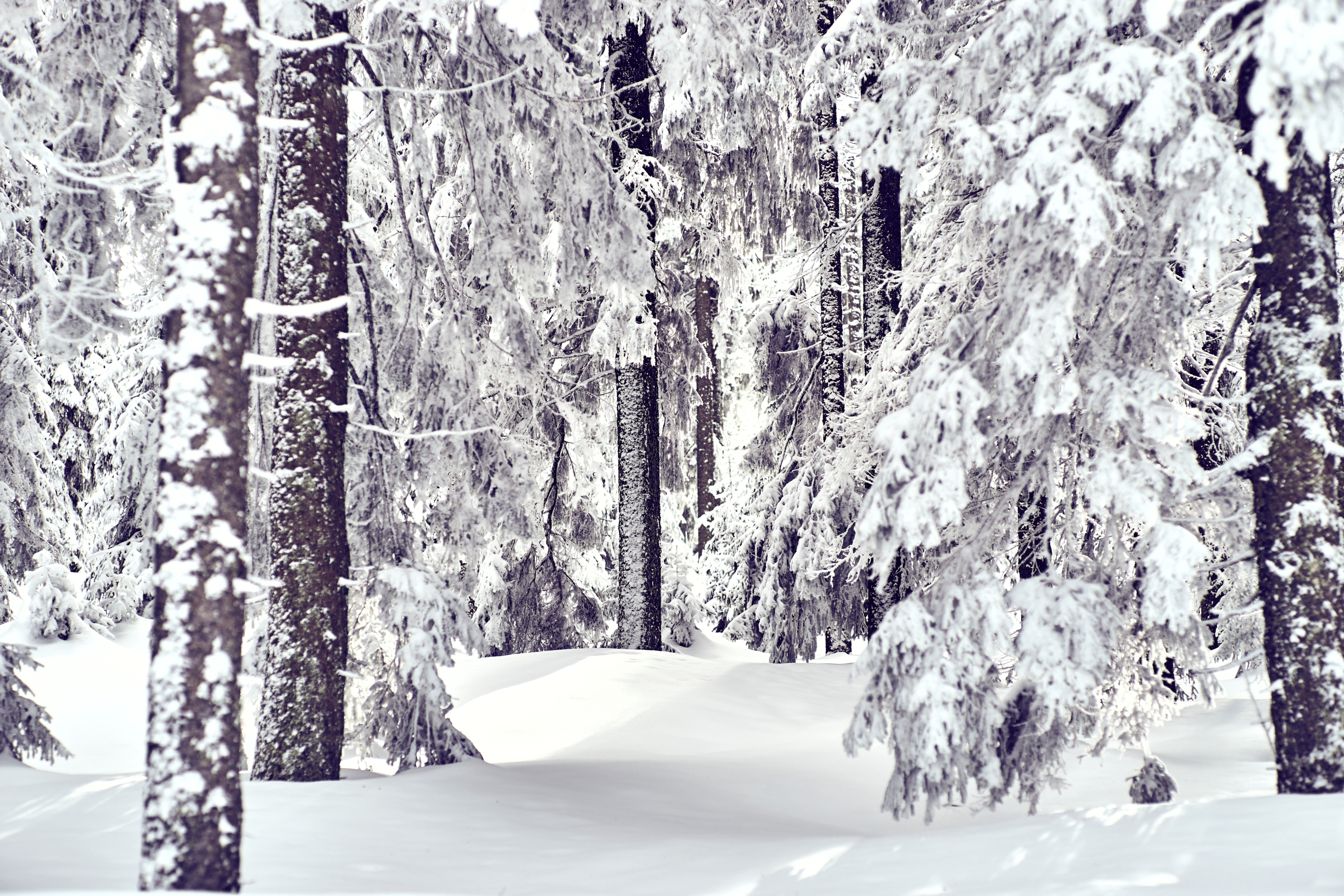 Winterlandschaft am Falkenstein