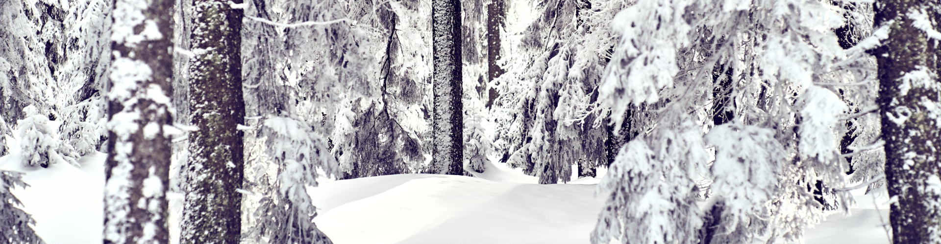 Winterlandschaft am Falkenstein