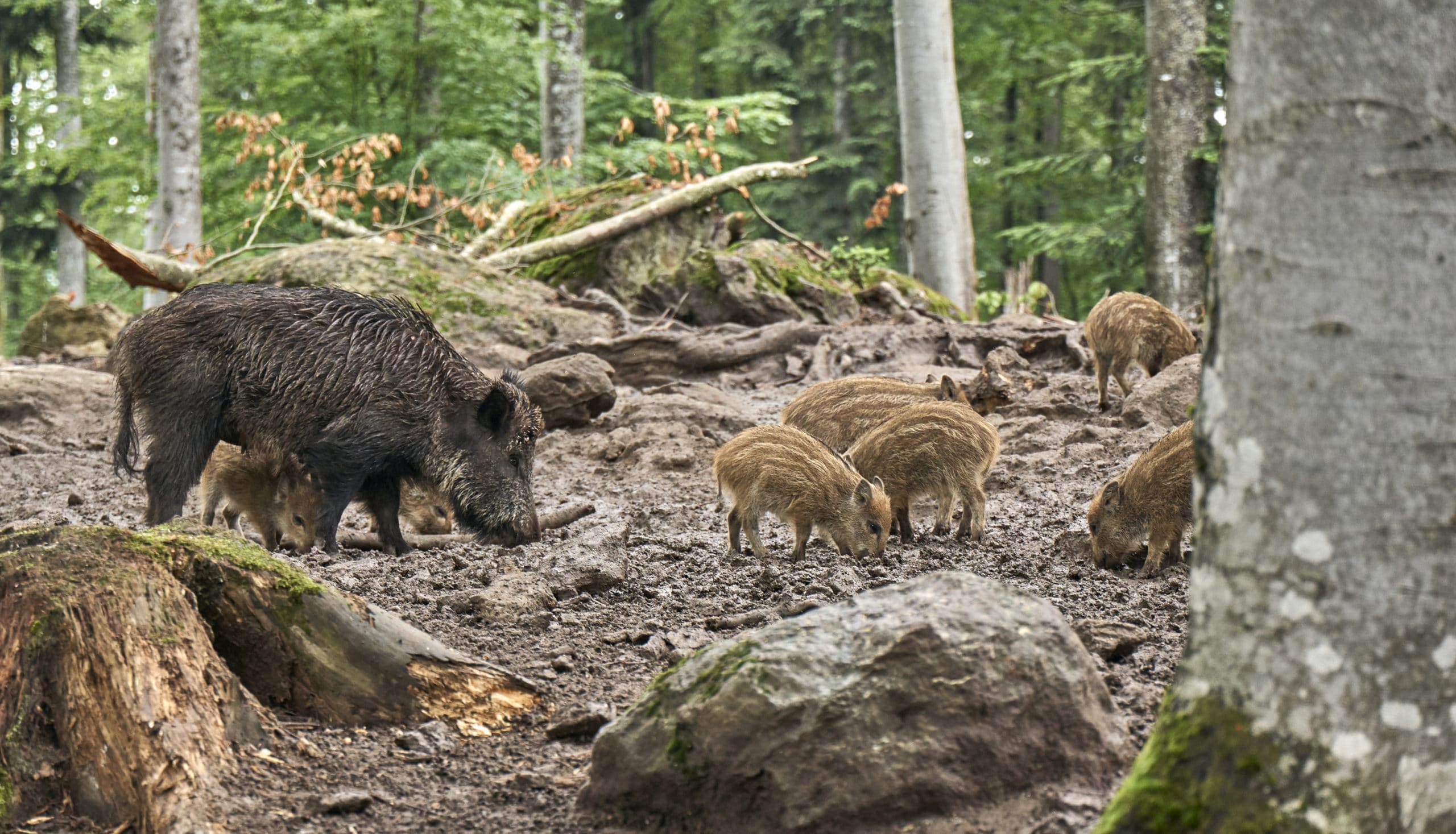 Wildschweine im Tierfreigehege